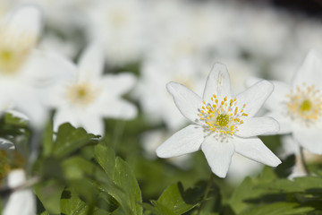 Wood anemone, macro photo