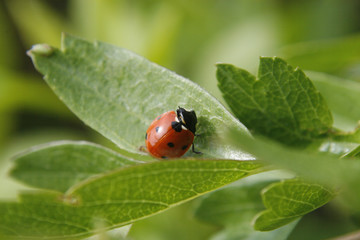 ladybird