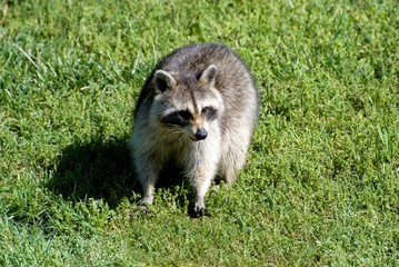 Raccoon in yard in afternoon