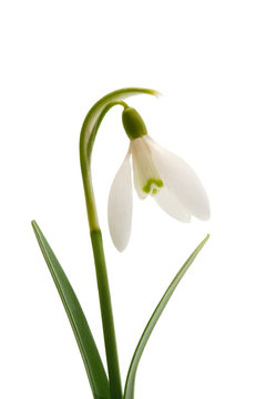 Spring Snowdrop Flower