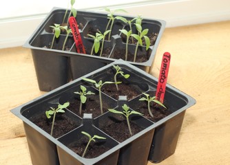 Tomato starts growing in a windowsill