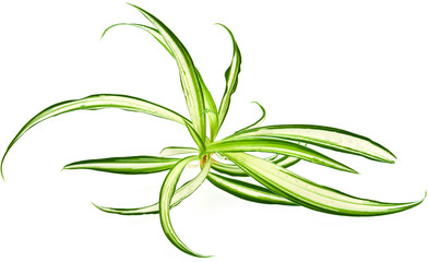 plante d&eacute;polluante, phalang&egrave;re, chlorophytum comosum