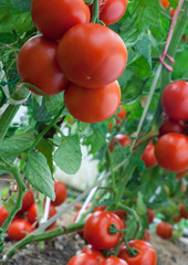 Ripe tomatoes