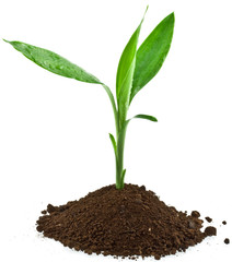 plant de lucky bamboo