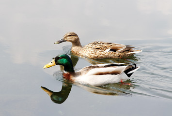 Ducks couple.