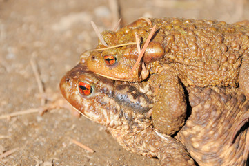 toad 8