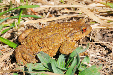 toad 6