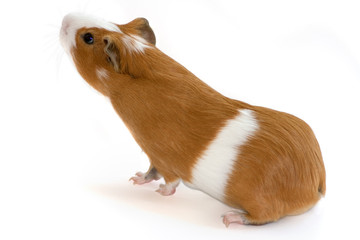 red guinea pig sniffing on white background