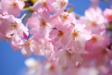 青空と桜の花弁