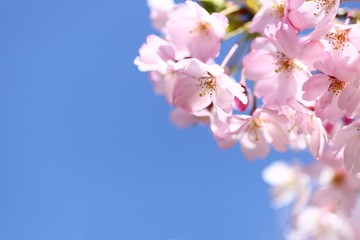 青空と桜の花弁