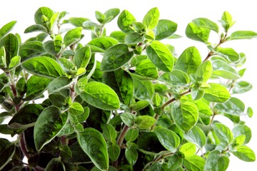 oregano
