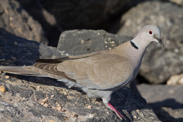 Collard Dove