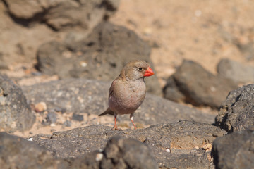 Trumpeter Finch