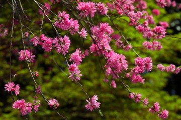 菊桃 (東京・五条天神)