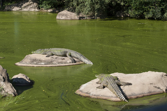 Two crocodiles basking on  rocks  .