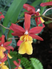 Obraz premium Storczyki i orchidee