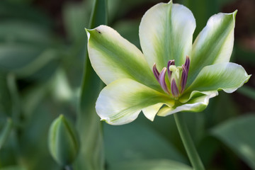 Tulpe (Tulipa) - Nahaufnahme