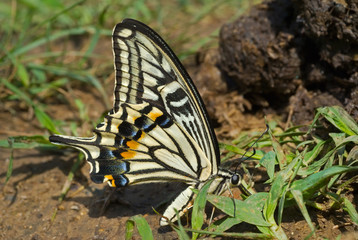Butterfly (Papilio xuthus) 17