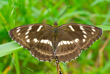 Butterfly (Limenitis Moltrechti) 5