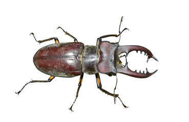 Stag-beetle (Lucanus maculifemoratus) 3
