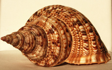 Ocean shell called Trumpet Triton