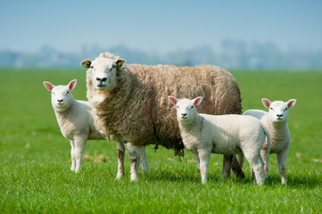 Mère brebis et ses agneaux au printemps