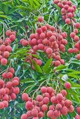 arbre fruitier tropical, le litchi
