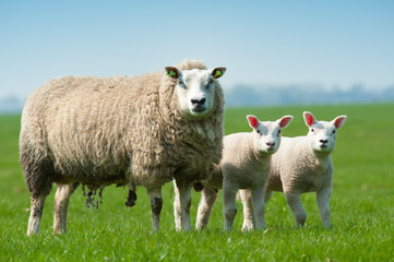 Naklejka premium Mother sheep and her lambs in spring