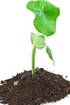 jeune plant de Jatropha podagrica, Plante bouteille
