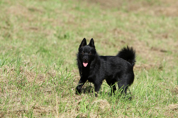 schipperke walking