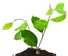 ficus benjamina panaché