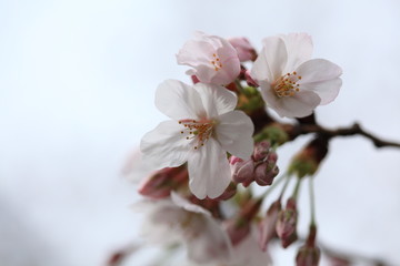 染井吉野桜 (東京・上野公園)