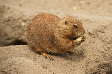 Portrait of a ground squirrel feeding