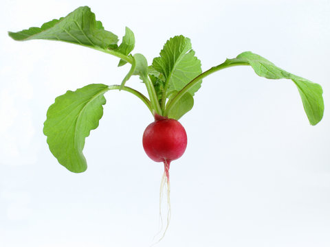 Gem&uuml;segarten : Radischen