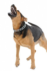 set of images with angry dog with bared teeth