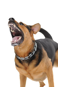set of images with angry dog with bared teeth