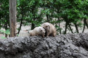 プレーリードック (東京・上野動物園)