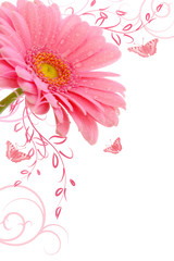 Gerbera,Blumenhintergrund