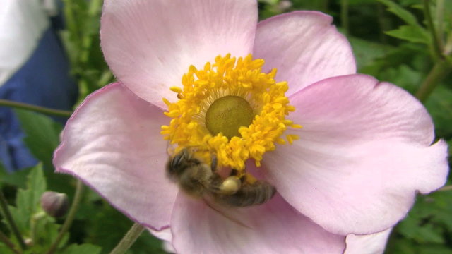 Honey Bee collecting Pollen