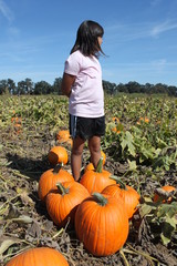 Outstanding in the Pumpkin Patch