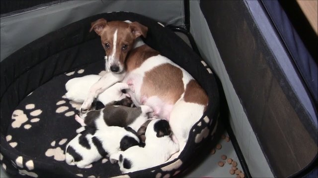 Jack Russel Welpen