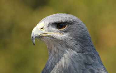 Blaubussard