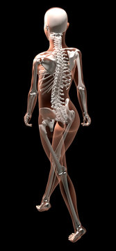 Female Skeleton Walking