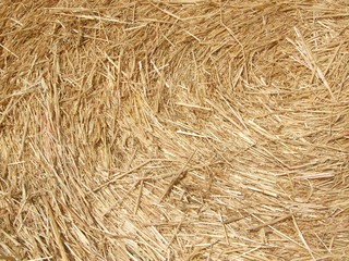 Hay