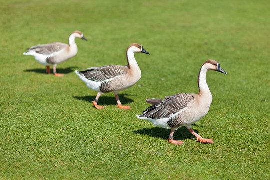 G&auml;nsemarsch