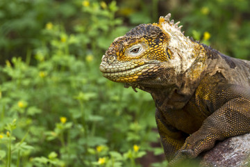 Drusenkopf (Galapagos-Landleguan) #3