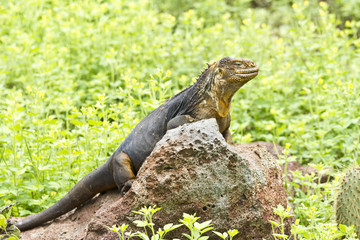 Drusenkopf (Galapagos-Landleguan) #5