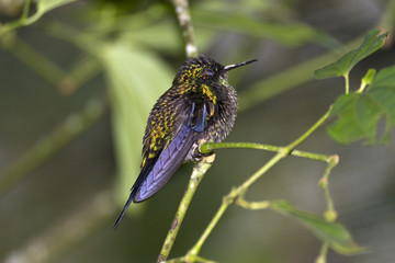 Kolibri #2