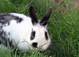 black and white rabbit in long grass