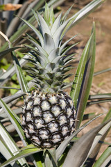 Fototapeta premium Growing Pineapple